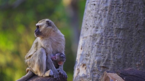 vervet monkey Mother is breastfeeding a infant