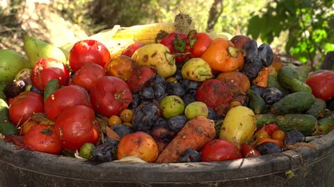 Spoiled Rotten Fruits Vegetables Trash Food Stock Footage Video (100% ...