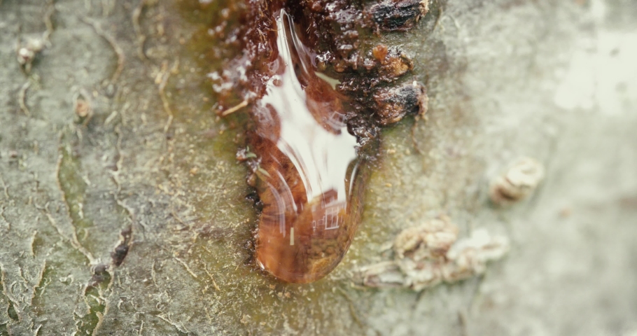 Tree sap dripping from a wound hornets made to drink and build nests from the bark Royalty-Free Stock Footage #1059196745