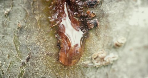 Tree sap dripping from a wound hornets made to drink and build nests from the bark