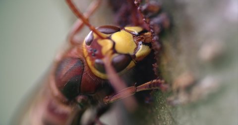 Giant European Hornet in a super closeup macro shot. The hornet is drinking tree sap. 