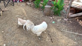 White rooster and a hen are walking around at the farm's backyard and looking for food. 4k stock video.