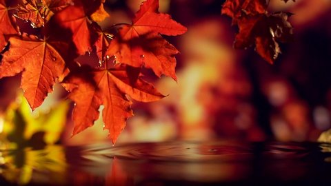 Close up of red golden leaves falling over the water. raindrops fall into the water a dark background. autumn forest or park. reflection drop of water falling. Macro. slow motion. golden rain evening.
