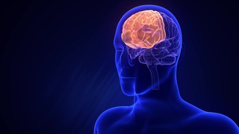 Visualization of parts of the brain, each separately. Orange glow. Transparent x-ray of a silhouette of a man on a blue background. Abstract digital human brain. Neural network. 3D animation