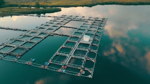 Fish farm on the lake. The flight of fish farming at sunset. A swallow flies by. Growing and fishing on a fish farm