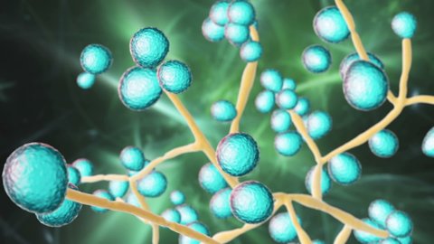 Candida fungi, Candida albicans, C. auris and other human pathogenic yeasts, 3D animation