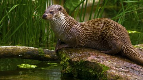 Close up of river otter around a lake