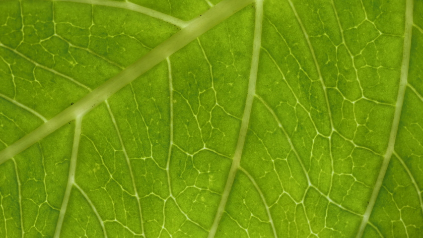 Cell Structure View of Leaf Surface Showing Plant Cells For Education. Leaf in Macro Shot Background. Bright Green Leaves of Plant or Tree With Texture and Pattern Close Up. | Shutterstock HD Video #1059203501