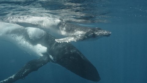 Close-up portrait of whale family swimming under water. A mother and a calf exploring the underwater world, circling on the ocean, and contacting the environment. Concept of nature and wildlife