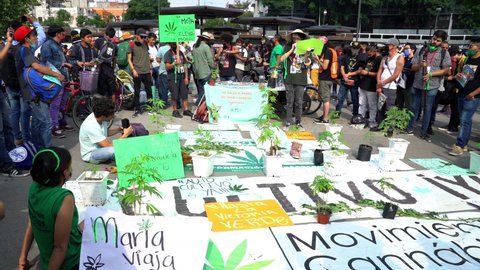 MEXICO CITY, SEPT 2020. Protesters listening a speaker during a protest to legalize the marijuana and do not criminalize the smokers of marijuana. Some marijuana plants are around.