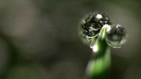 Extreme close-up footage of sunlight shinning on a dew drop on wet morning green grass, nature, growth, environment 