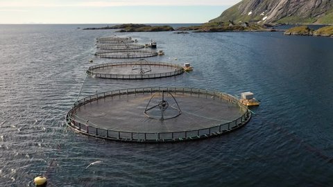 Aerial footage Farm salmon fishing in Norway. Norway is the biggest producer of farmed salmon in the world, with more than one million tonnes produced each year.