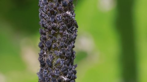 Black ants, lasius niger, feeding on the honeydew of black bean aphids, aphis fabae, in the UK