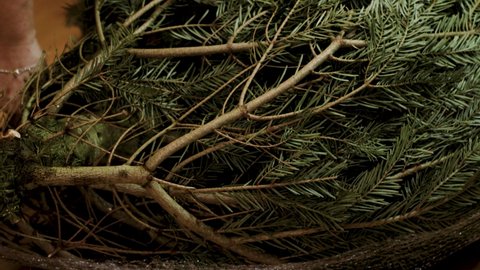 Short film showing unpacking of green christmas tree at home after transportation. Christmas and New Year tradition concept. - Βίντεο στοκ