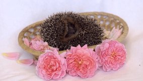 The Hedgehog is sleeping. The hedgehog fell asleep in the basket. Video postcard with an animal and flowers. High quality 4k footage
