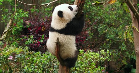 lovely baby giant panda bear playing on the tree