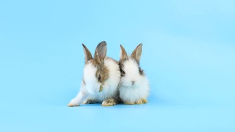 Lovely bunny easter fluffy baby rabbits playing together on pastel blue background, Natural rabbit movement. Animal nature concept.