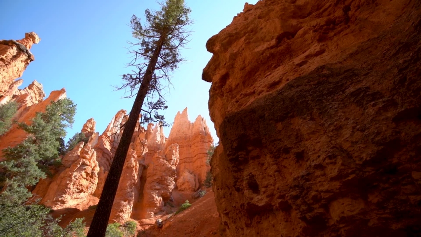 Bryce Canyon Utah Wall Street trail with lodge pole pines growing up in between the hoo doos