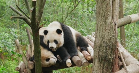 Two adult giant panda bear playing together in the zoo