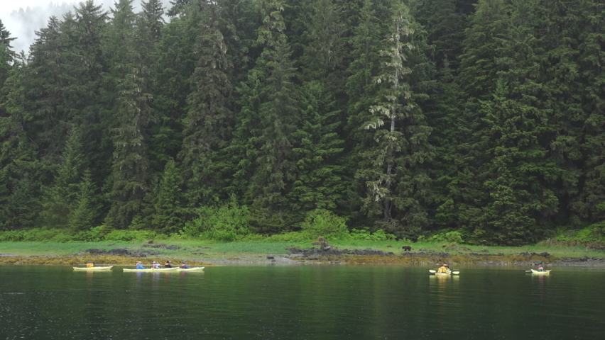 Kayakers Watching Large Grizzly Bear Walking Along Forested Shore of Hanus Bay, Southeast Alaska