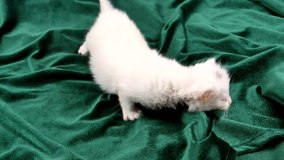 Crawling small white domestic kitten on a green bed. Domestic cats. Meowing of kittens. Pets. Predators of the kitten family. Learn to walk. Crawl. animal head. Mustache and eyes. Video.
