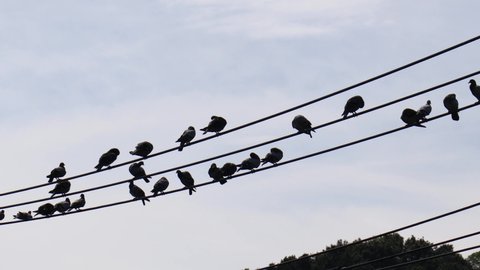 A flock of rock pigeons. Electrical wire.