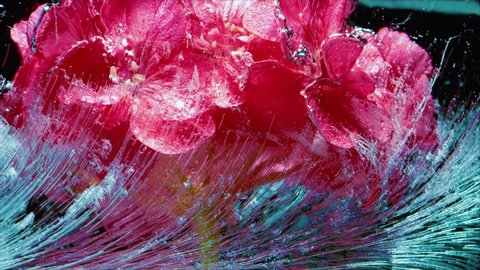 Red Flowers in Ice cube. Fine art photography.