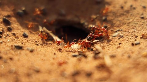 Red ants comes out and goes into their habitat