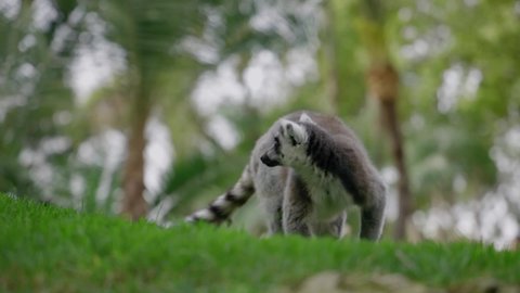 Group of fluffy ring-tailed Madagascar lemurs walking on the grass in beautiful tropic park natural environment. Wildlife. Cute animals.