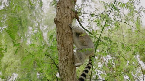 Funny and fluffy two ring tailed lemur climbing up on forest tree staring at camera with wide eyes. Wild animals. Lemur catta. Forests. Natural habitat. Environment.