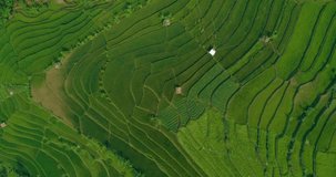 Aerial View of Rice Field Terrace and Rural Area in the Morning, Bandung, West Java Indonesia, Asia