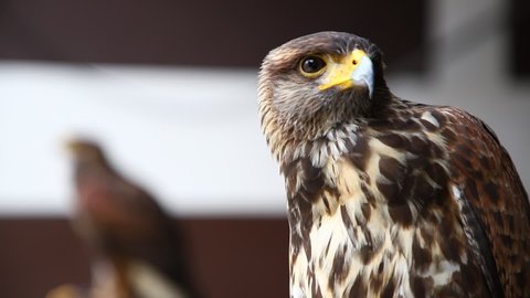 Falcon harris close-up with a chip focus