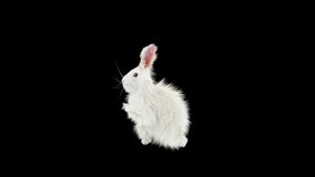 Rabbit Dancing CG fur. 3d rendering animal realistic CGI VFX. composition 3d mapping, cartoon, Included at the end of the clip with Alpha matte.