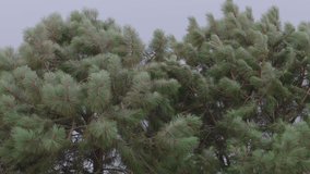 This is a video of two ponderosa pine Trees blowing in slow motion. Wind speeds were 70mph. 