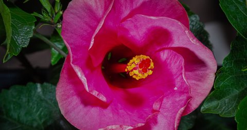 Time lapse of a blooming hibiscus flower. Hibiscus flower blooms. The bud opens and blooms into a large violet flower. Detailed macro time lapse of a blooming flower. Hibiscus bloom in violet
