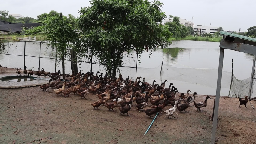 Flock of duck finding food and eating from giver in the farm.