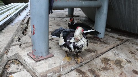 Muscovy duck (Cairina moschata) Clean itself in the farm.