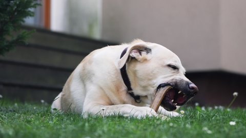Cheerful dog with bone. Old labrador retriever chewing bone on back yard of house.