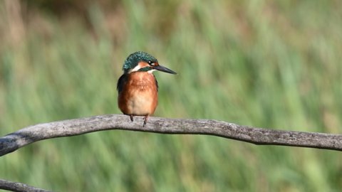 The common kingfisher (Alcedo atthis) also known as the Eurasian kingfisher and river kingfisher sitting on branch