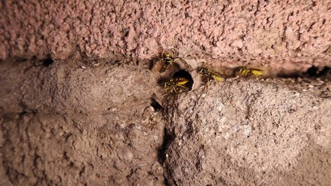 Wasps come out of its nest from inside the garden wall.
nest of wasps.
wasp's nest.
yellow wasp, yellow hornet, European wasp, German wasp,  Yellowjacket, yellow jacket, German yellowjacket, hornets