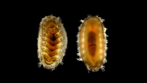 chiton sp