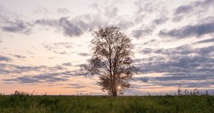 Hyperlapse around a lonely tree in a field during sunset, beautiful time lapse, autumn landscape, video loop