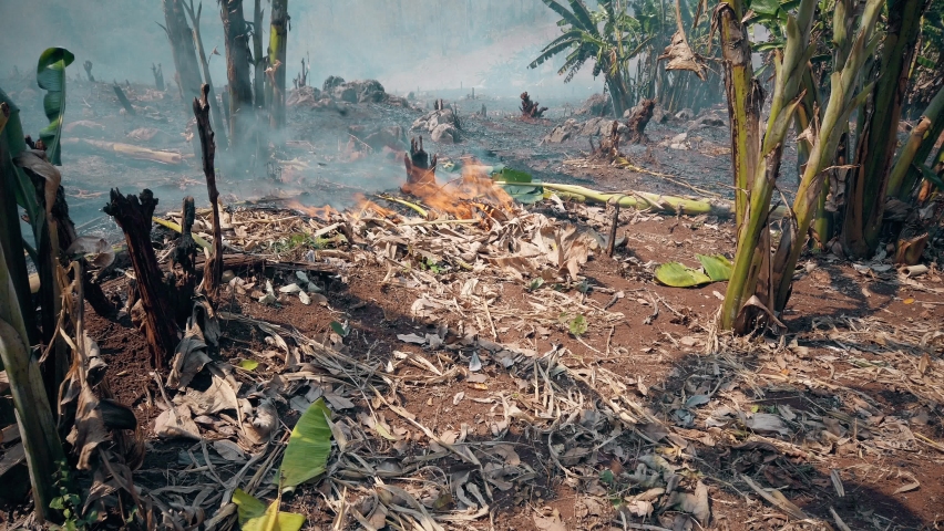 Global warming crisis. Slash and burn agriculture. Climate change, deforestation. Footage 4k Royalty-Free Stock Footage #1059259358