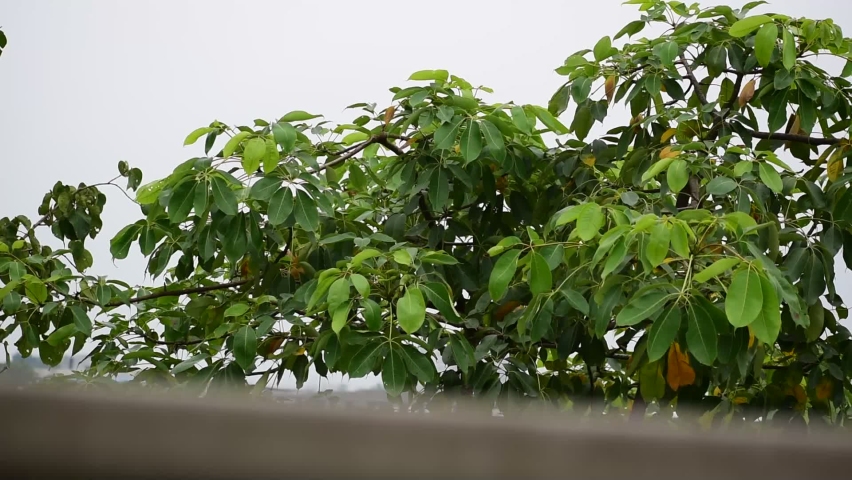 Plant leaves blowing with the cool wind during monsoon season. Beautiful view of nature