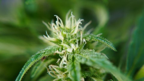 Flower CBD marijuana plant closeup. Medicinal cannabis for psychiatric disorders a clinically-focused systematic use. Research attention over recent years due to loosening global regulatory changes