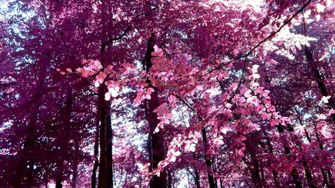 Infrared panoramic view into a pink and purple forest landscape 庫存影片