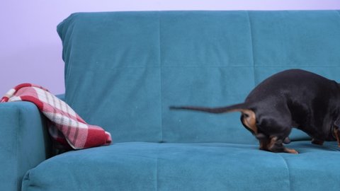 Funny active dachshund pulls warm woolen blanket on sofa in his teeth to make cozy and comfortable bed. Naughty dog makes mess at home and spoils things