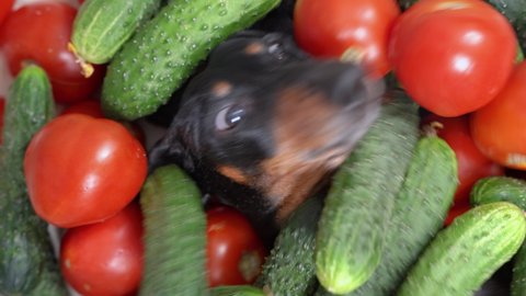 Funny dachshund dog lies covered with pile of fresh ripe tomatoes and cucumbers, gets up scattering vegetables around and leaves, top view. Creative advertising of healthy lifestyle