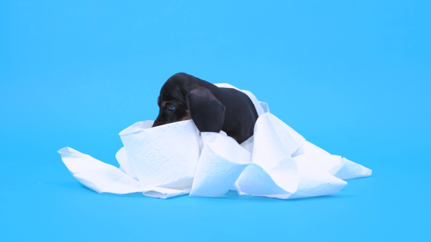 Naughty dachshund puppy steals roll of toilet paper, unwinds it, gets tangled, and nibbles on the loot. Active baby dog stayed home alone and made a mess Royalty-Free Stock Footage #1059270341