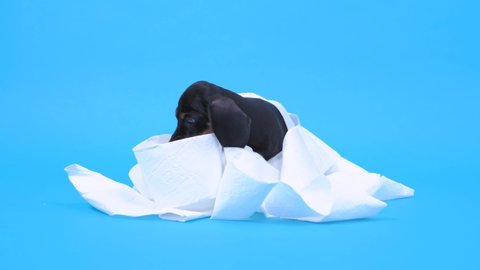 Naughty dachshund puppy steals roll of toilet paper, unwinds it, gets tangled, and nibbles on the loot. Active baby dog stayed home alone and made a mess